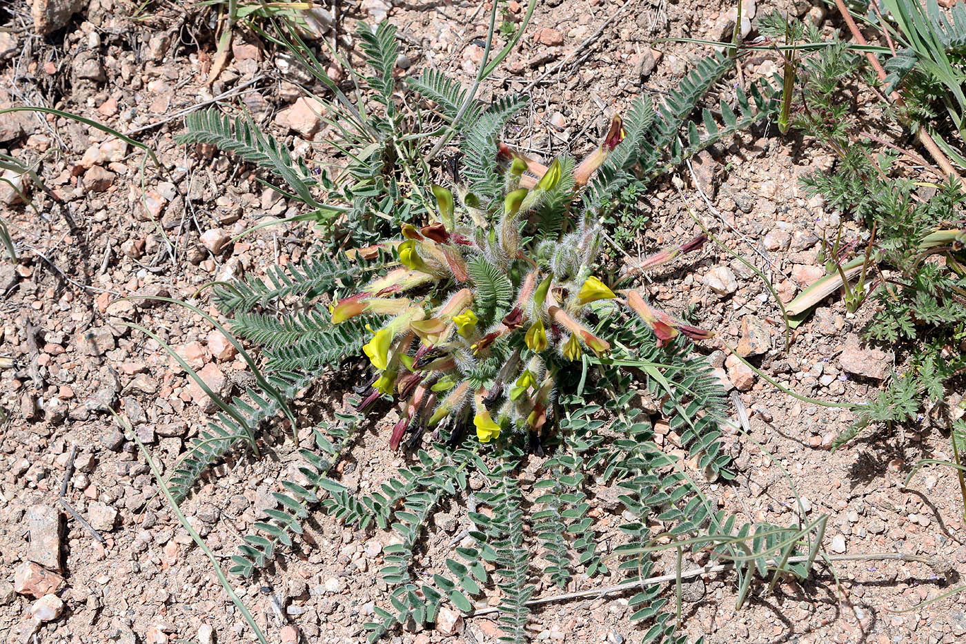 Image of Astragalus atrovinosus specimen.