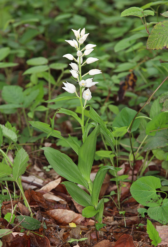 Image of Cephalanthera caucasica specimen.