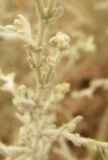 Artemisia semiarida