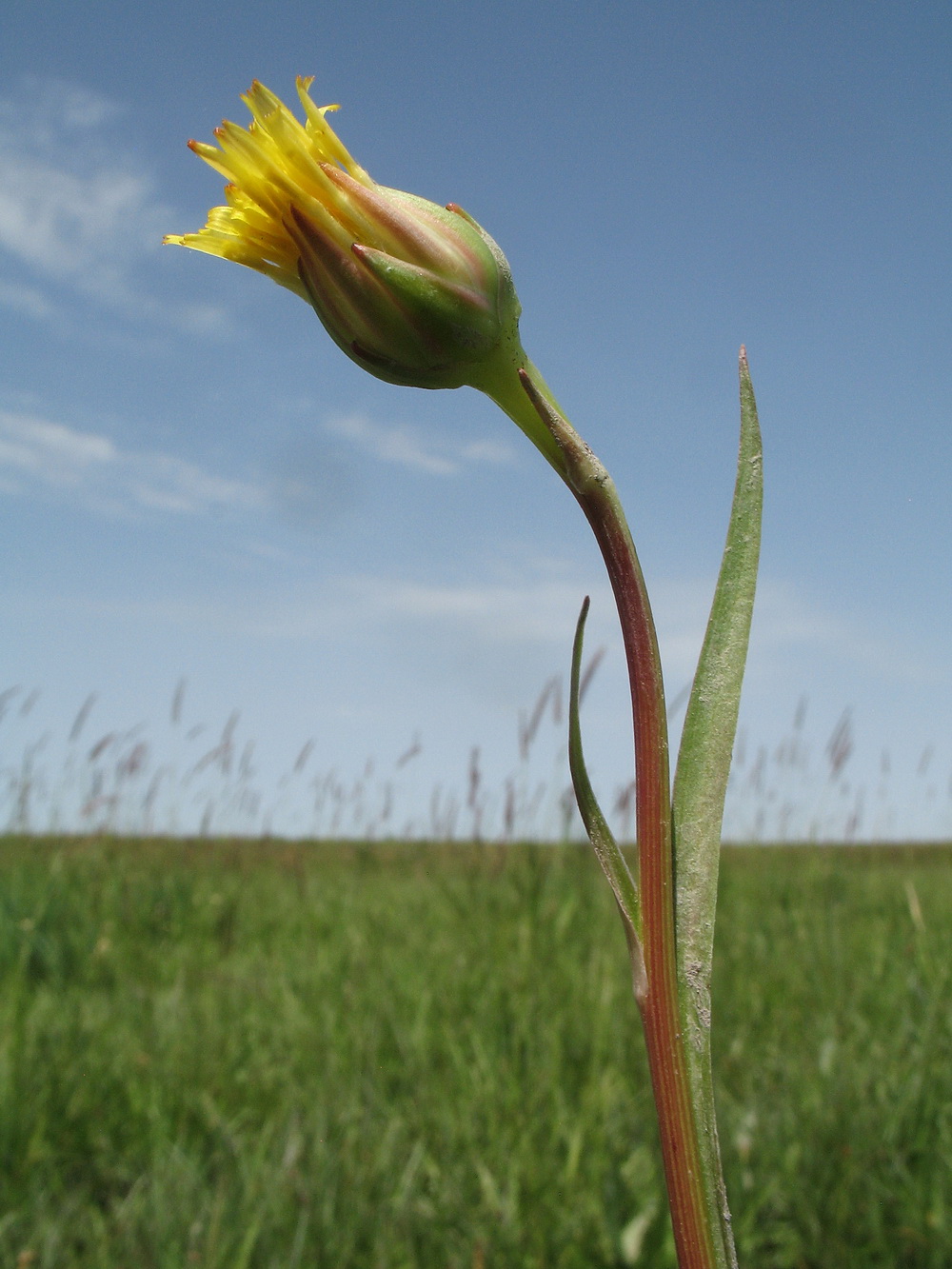 Image of Scorzonera parviflora specimen.