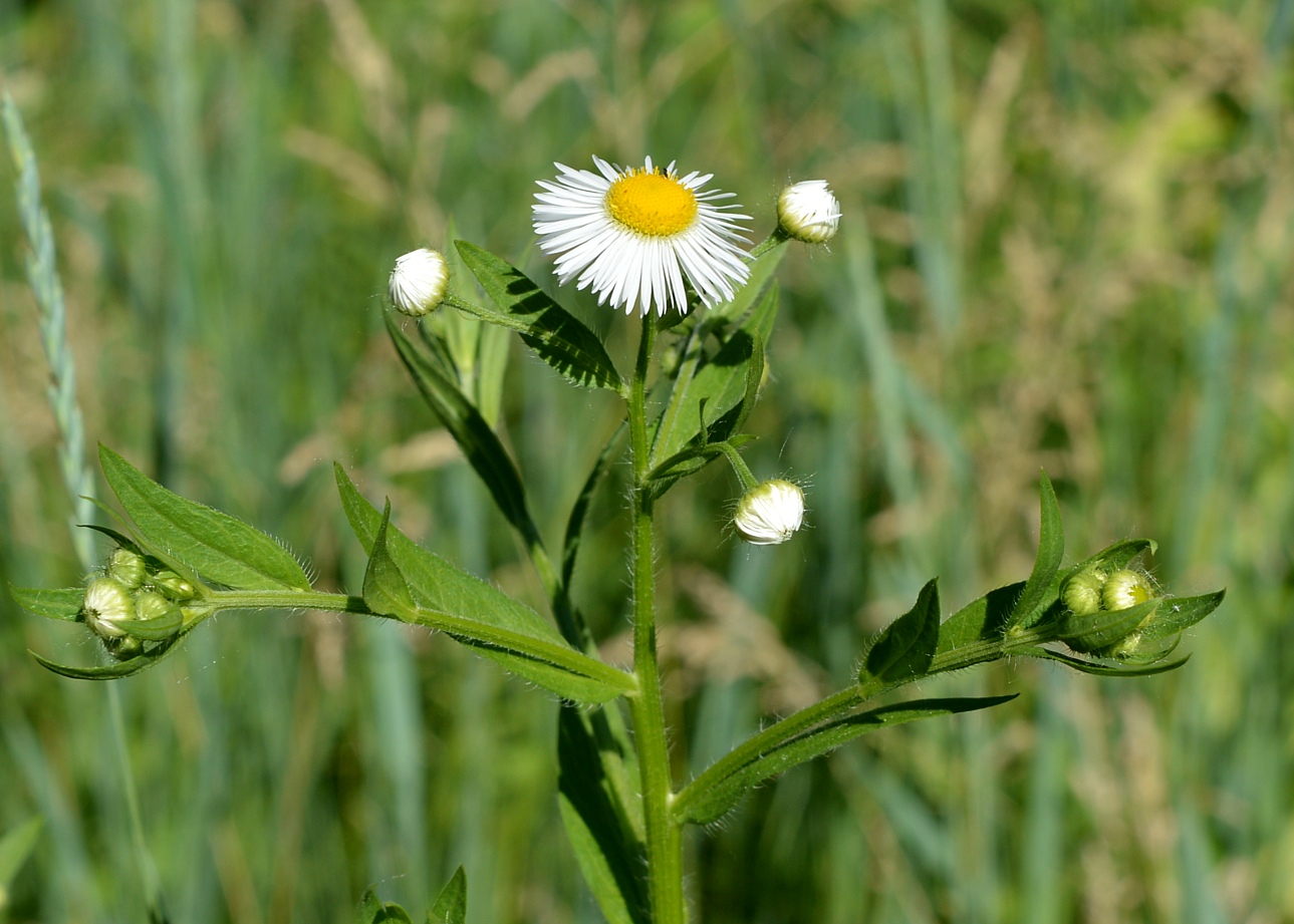 Image of Erigeron annuus specimen.