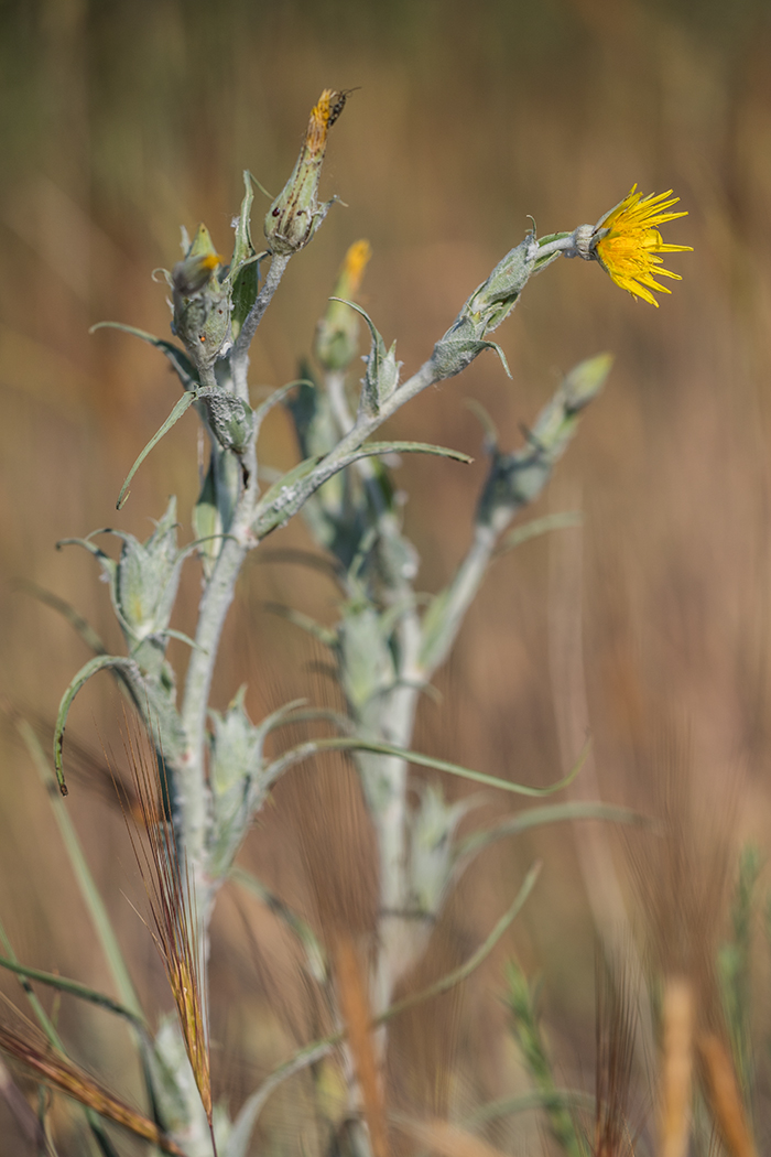 Image of genus Tragopogon specimen.