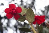 род Rhododendron. Верхняя побега с цветками. Папуа Новая Гвинея, регион Уэстерн-Хайлендс, окр. Camp JJ Komane mambuno. 19.08.2009.