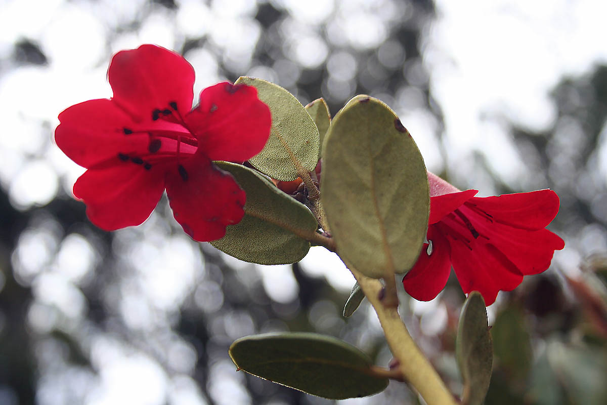 Изображение особи род Rhododendron.