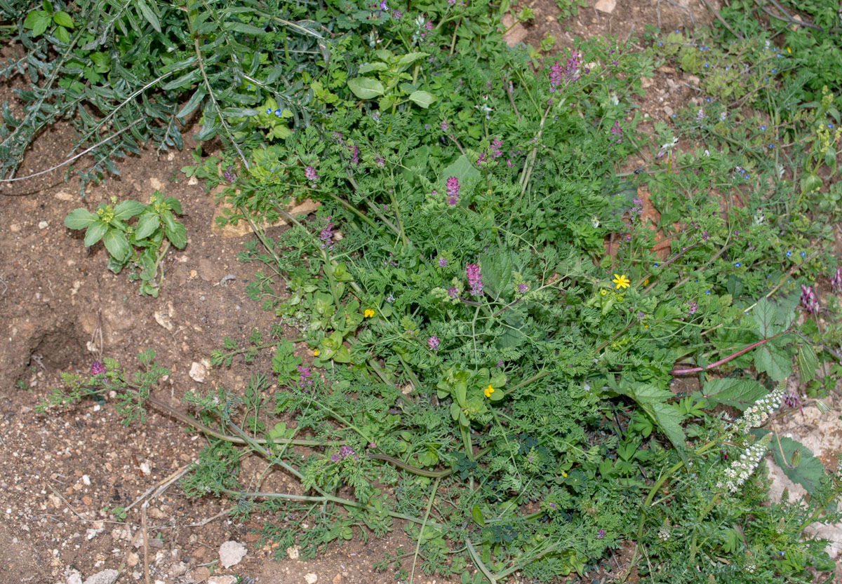Изображение особи Fumaria densiflora.