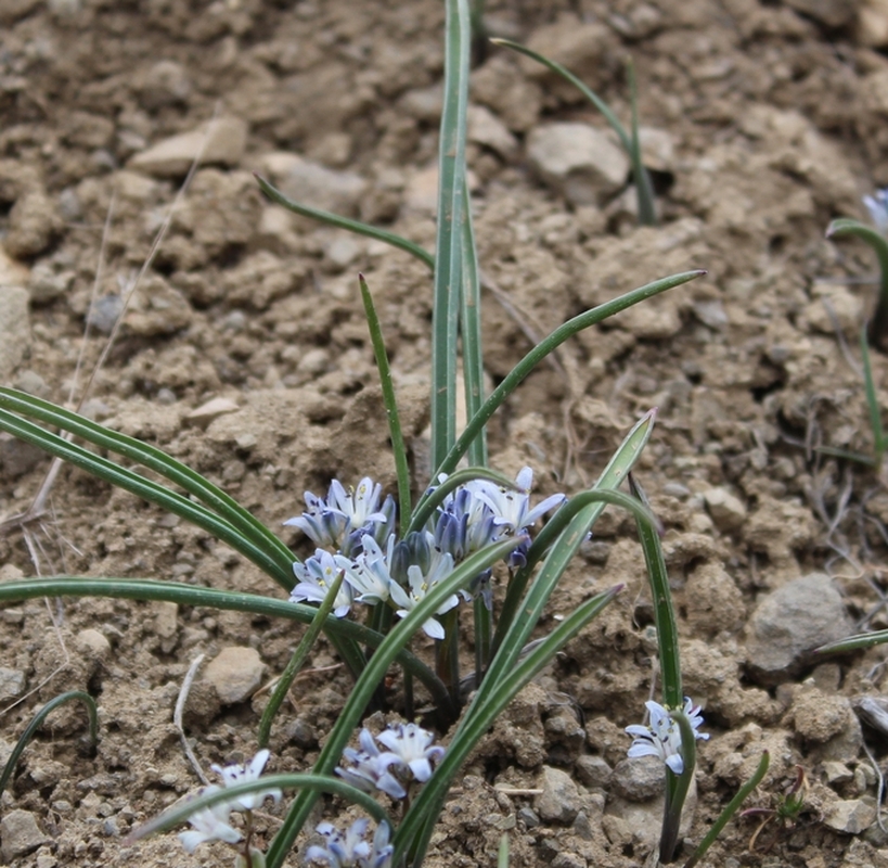 Image of Hyacinthella atropatana specimen.