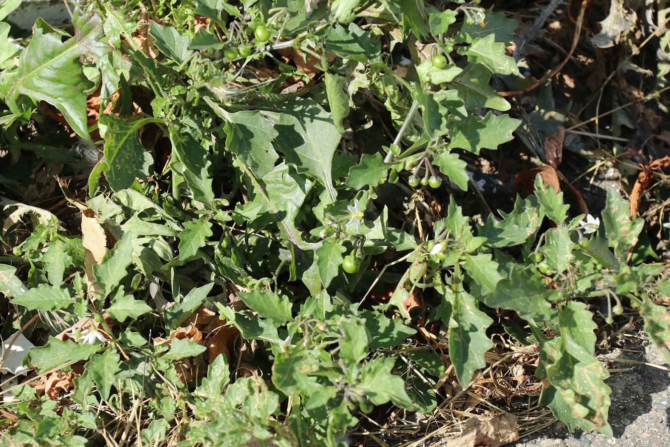 Image of Solanum nigrum specimen.