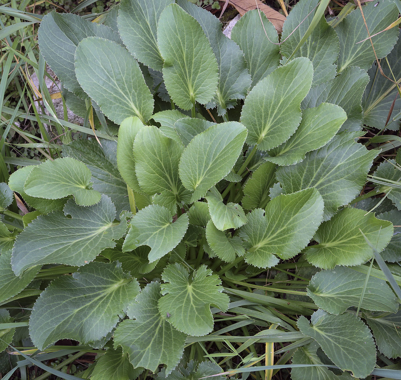 Image of Eryngium planum specimen.