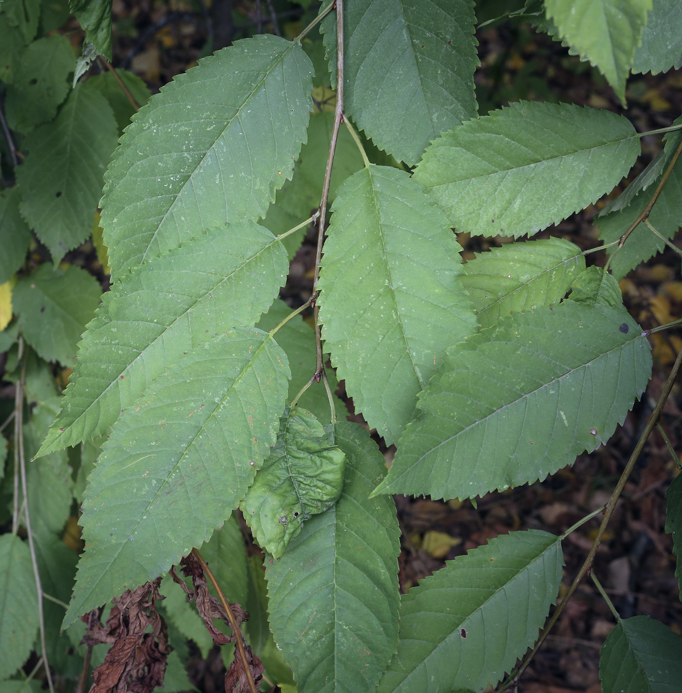 Image of genus Padus specimen.