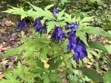 Aconitum consanguineum. Верхушка цветущего растения с муравьём. Хабаровский край, окр. г. Комсомольск-на-Амуре, пойма лесного ручья. 04.09.2022.