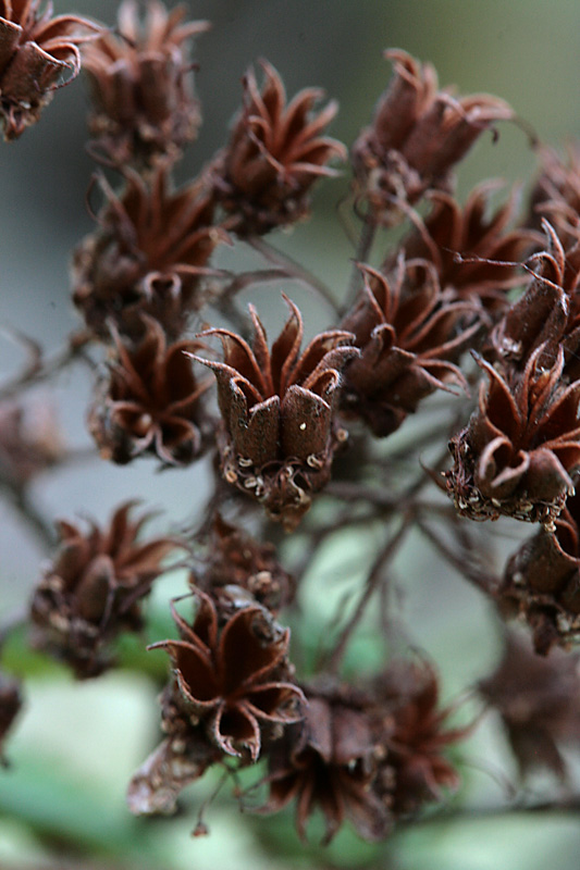 Image of Sorbaria rhoifolia specimen.