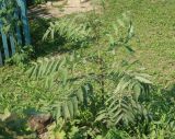 Rhus typhina