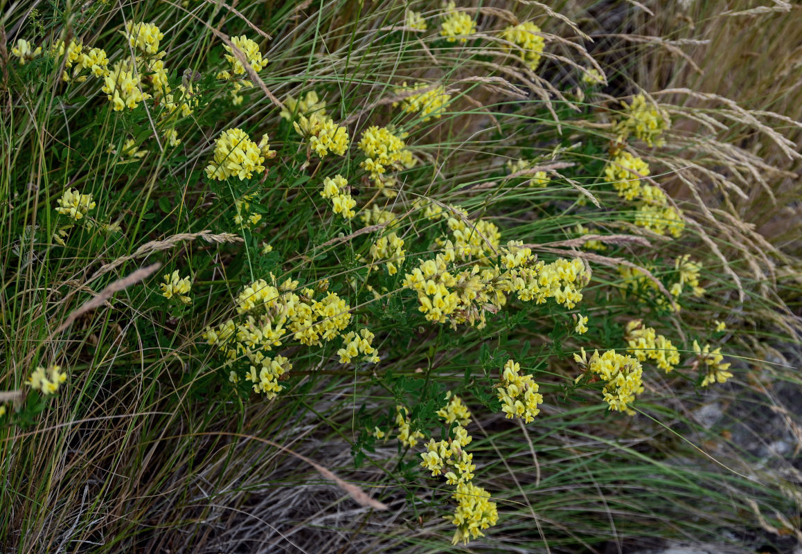 Image of genus Medicago specimen.