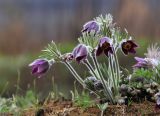 Pulsatilla cernua