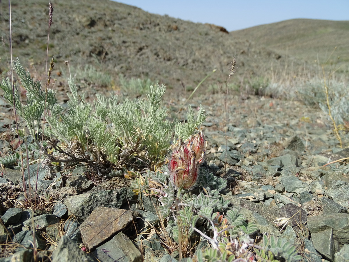 Изображение особи Astragalus chaetodon.