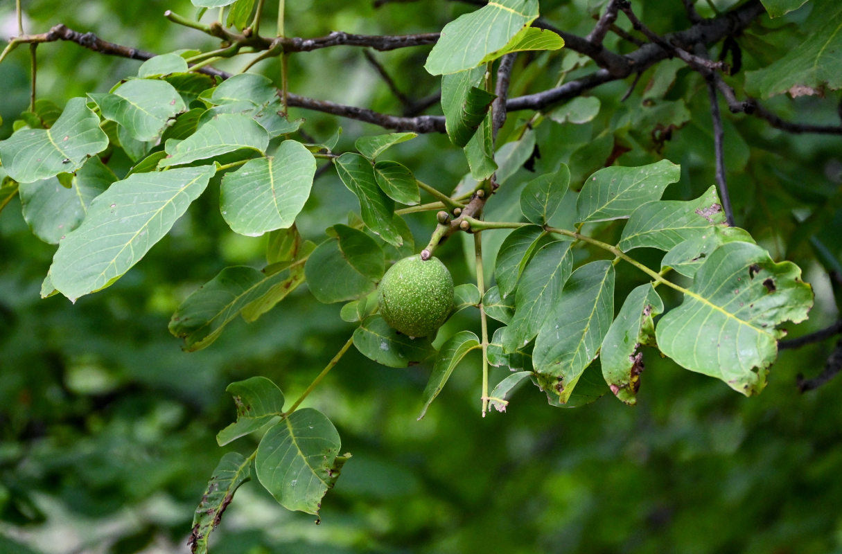 Image of Juglans regia specimen.