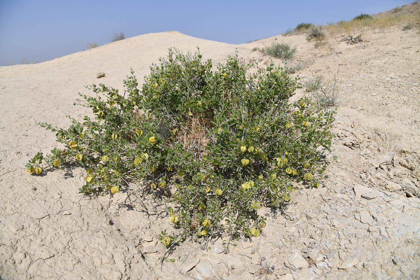 Image of Zygophyllum atriplicoides specimen.