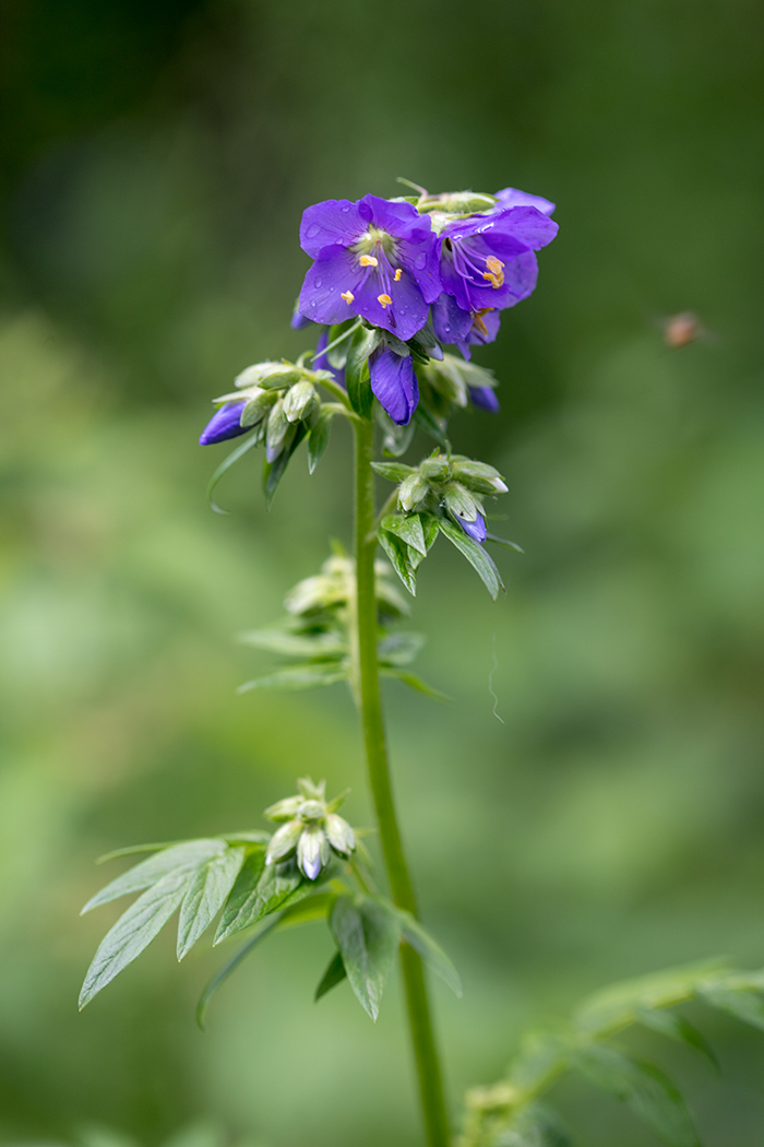 Image of Polemonium caucasicum specimen.