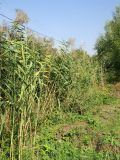 Смотреть изображение Phragmites altissimus