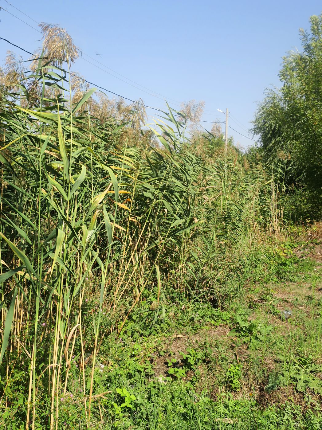 Изображение особи Phragmites altissimus.