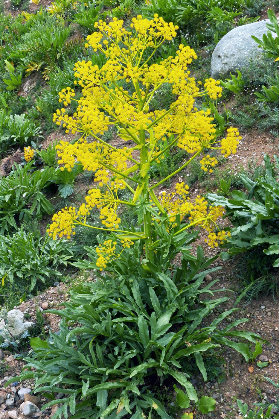 Изображение особи Ferula kuhistanica.