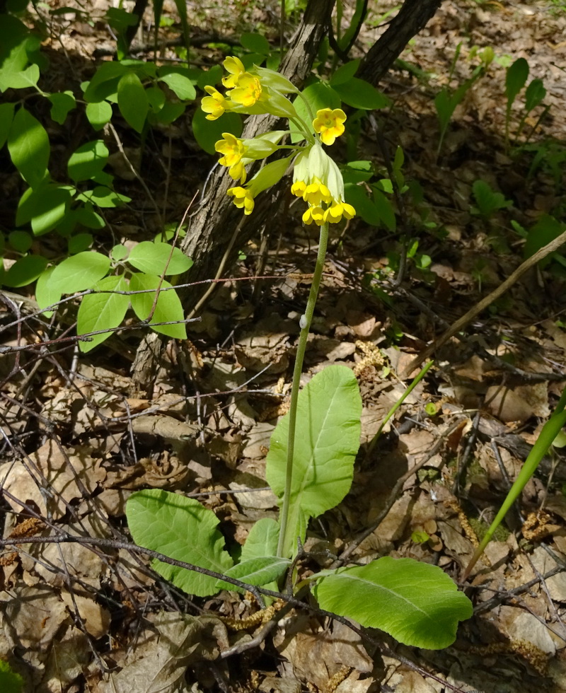 Image of Primula veris specimen.