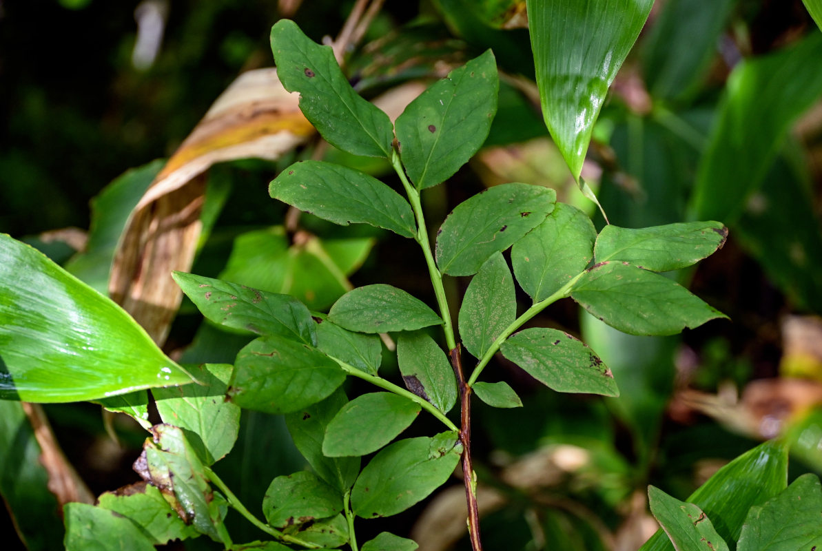 Изображение особи Vaccinium smallii.