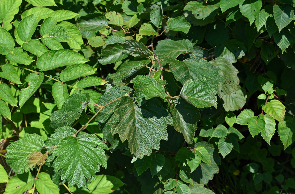 Изображение особи Alnus hirsuta.