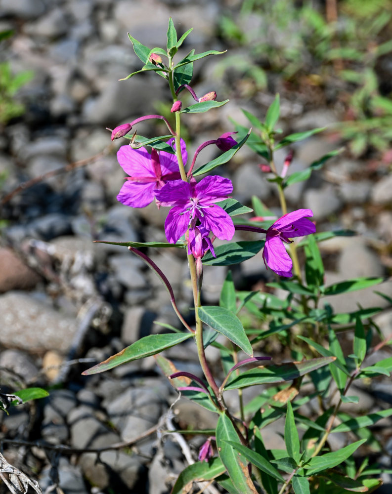 Изображение особи Chamaenerion latifolium.