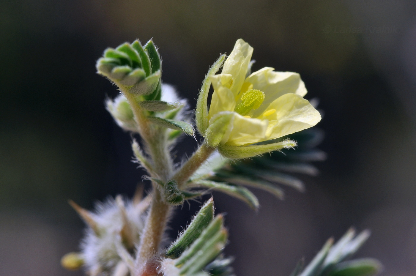 Image of Tribulus terrestris specimen.