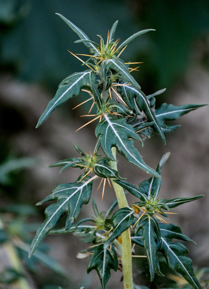 Image of Xanthium spinosum specimen.