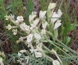 Смотреть изображение Astragalus ergenensis