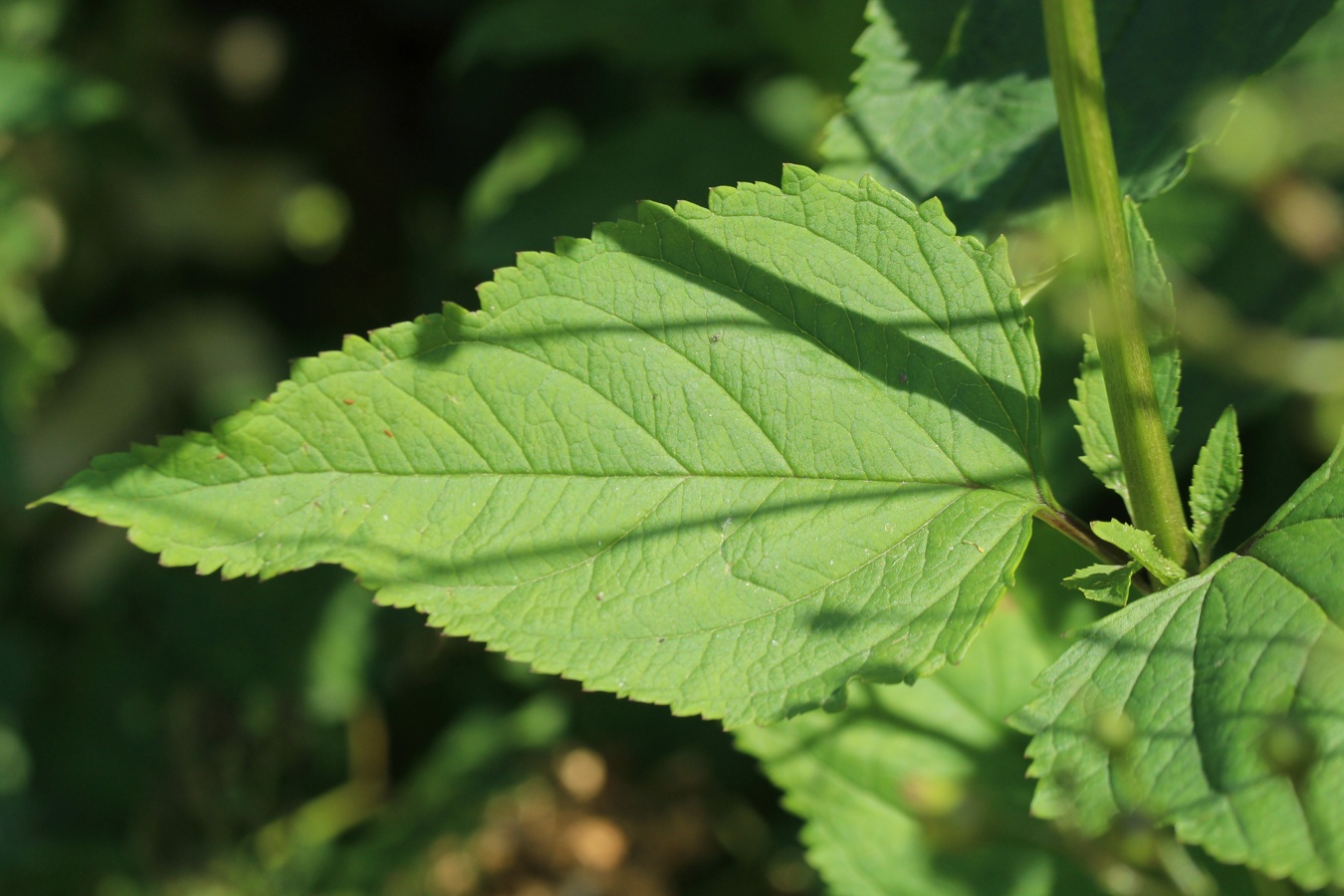 Image of Scrophularia nodosa specimen.