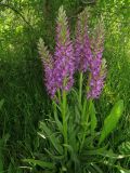 Dactylorhiza umbrosa