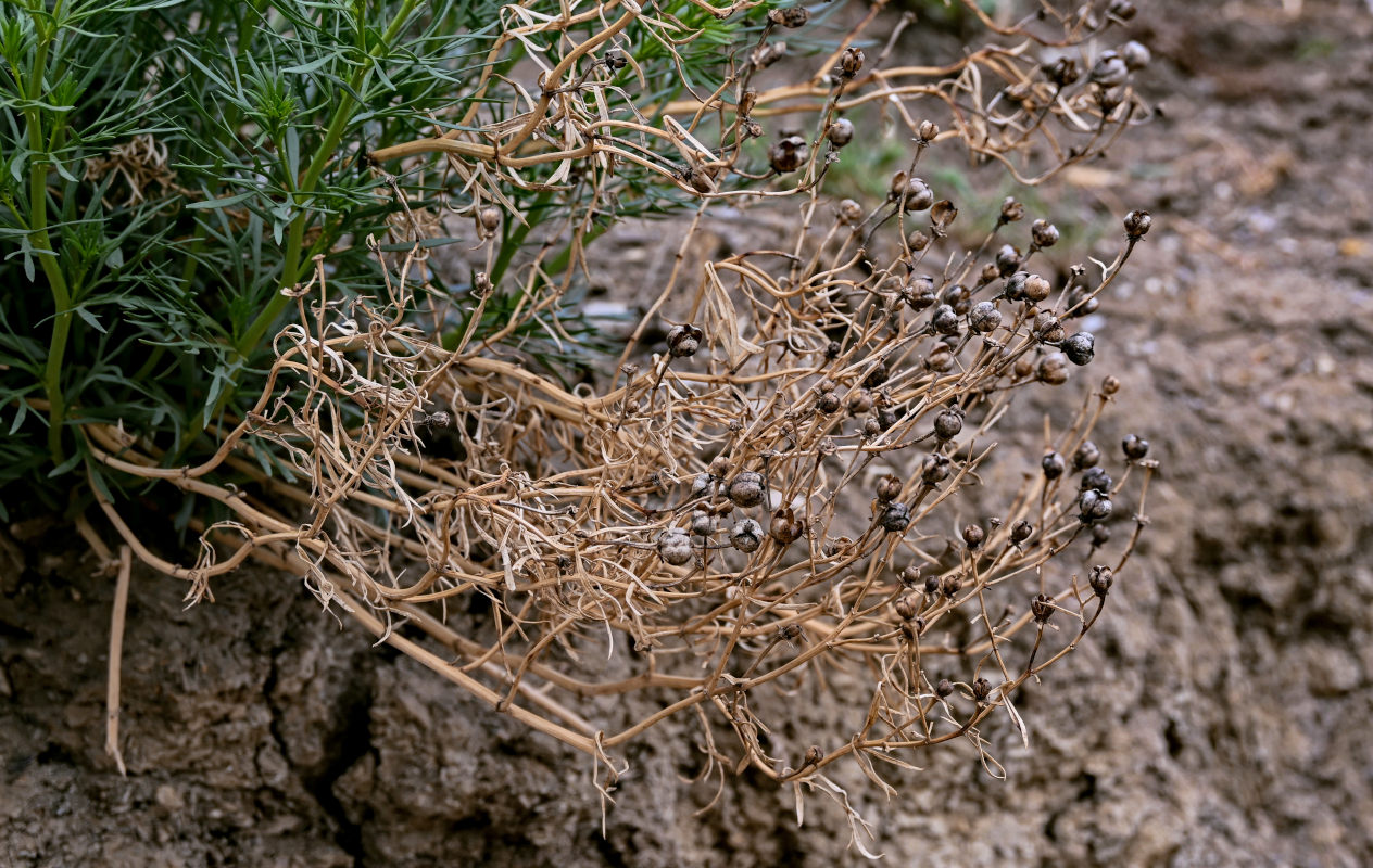 Image of Peganum harmala specimen.