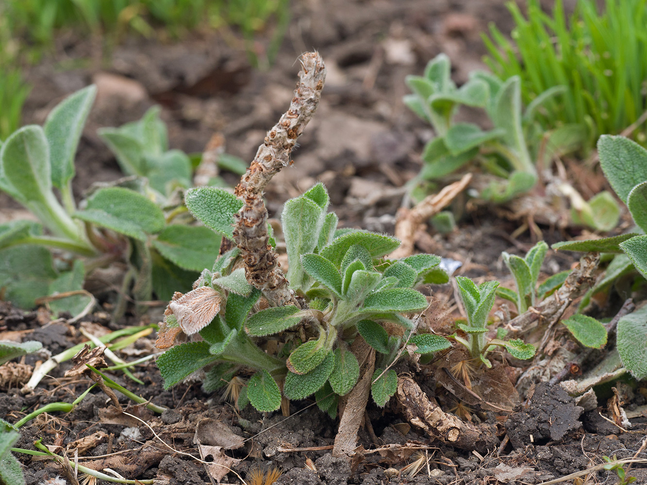 Изображение особи Stachys byzantina.