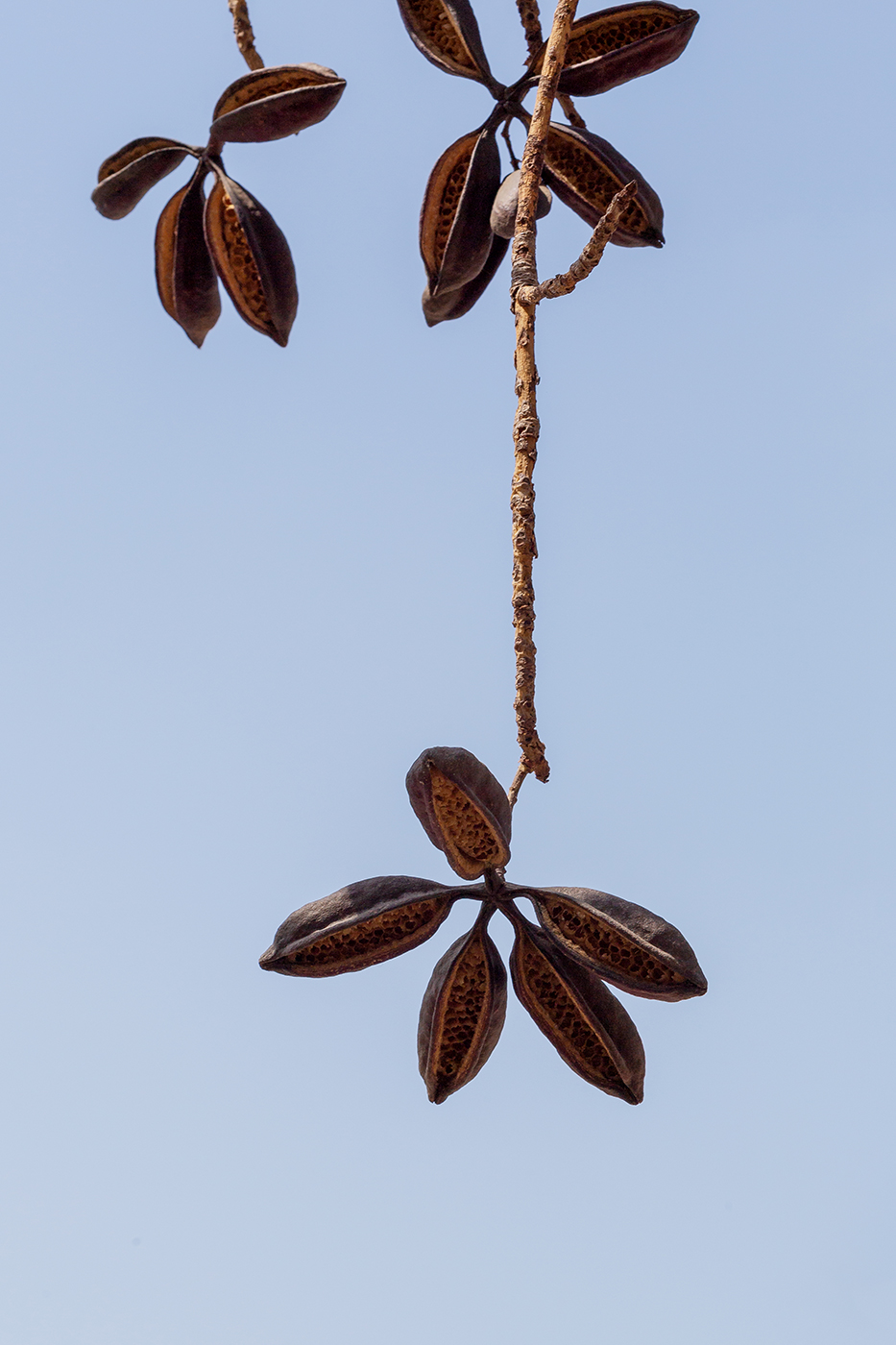 Image of Brachychiton australis specimen.