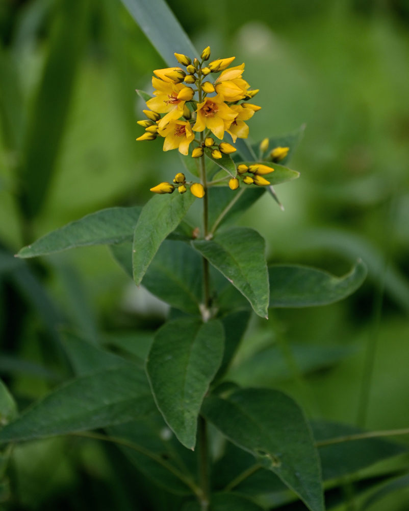 Image of Lysimachia vulgaris specimen.