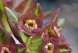 View full-size image Euphorbia komaroviana