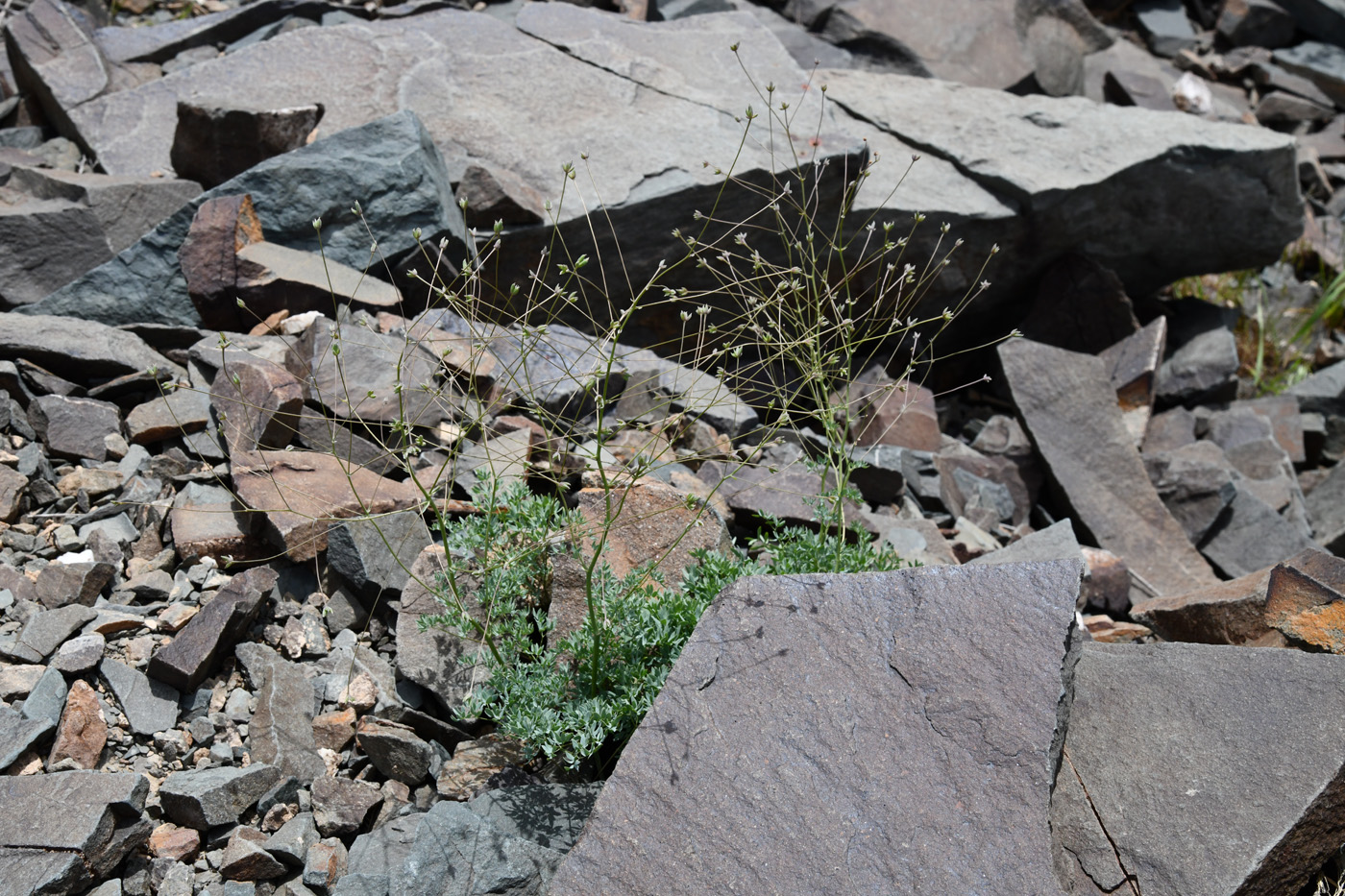 Image of Thalictrum isopyroides specimen.