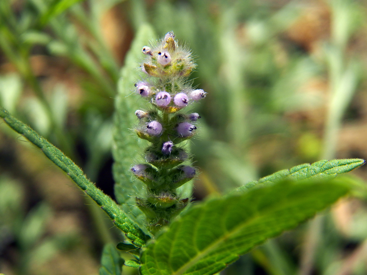 Изображение особи семейство Lamiaceae.