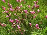 Pedicularis grandiflora