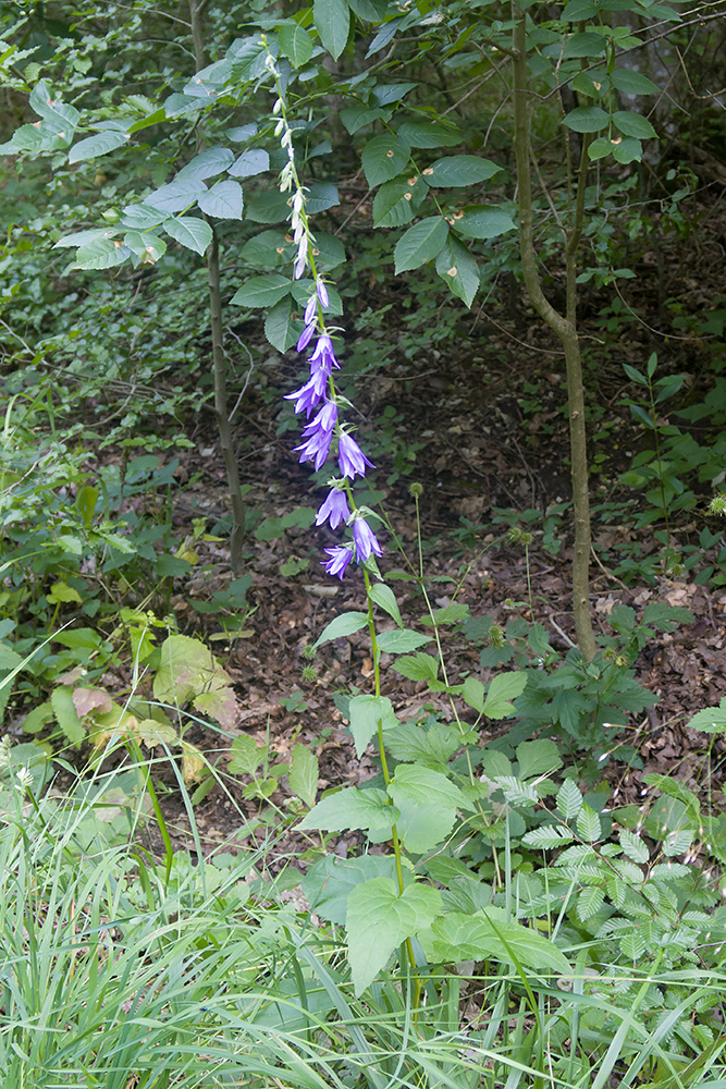 Изображение особи Campanula rapunculoides.