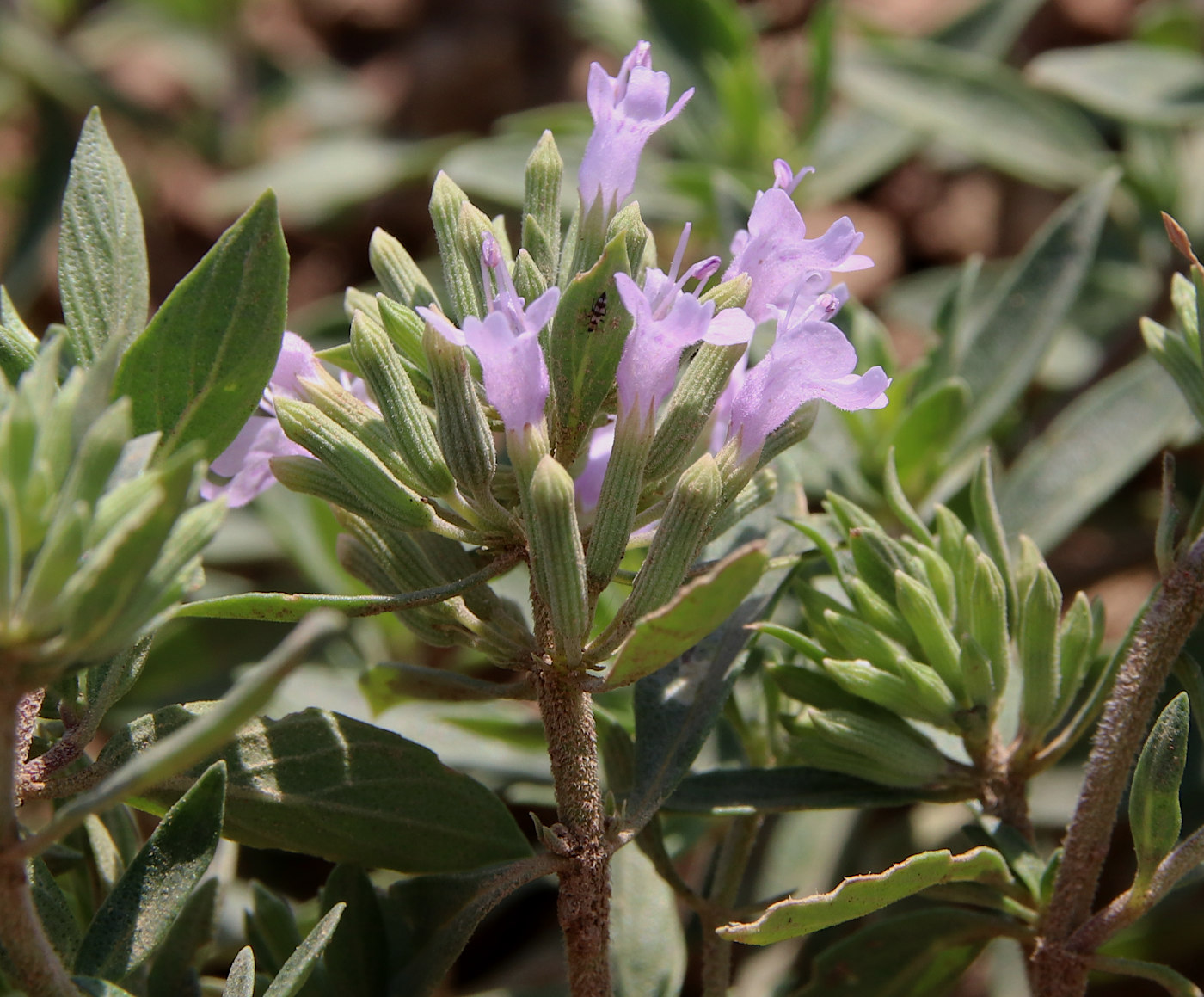 Изображение особи Ziziphora serpyllacea.