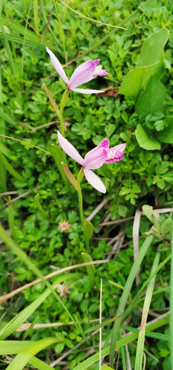 Изображение особи Pogonia japonica.