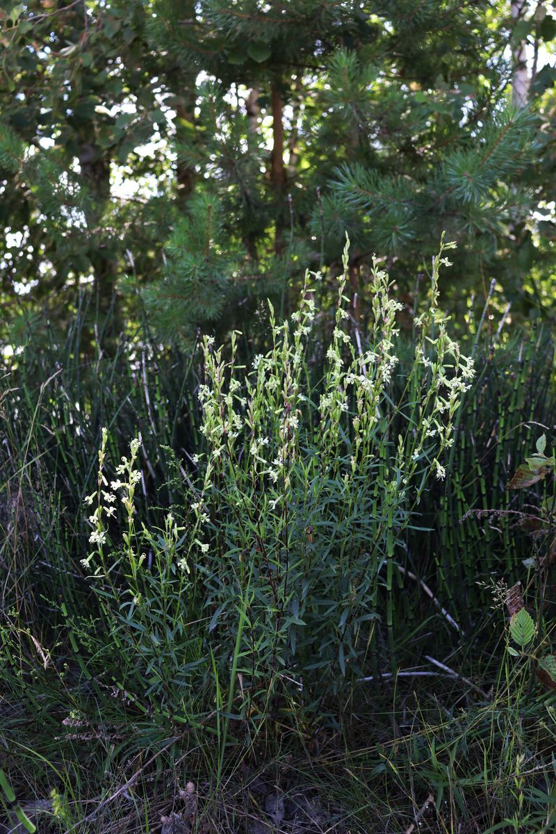 Image of Silene tatarica specimen.