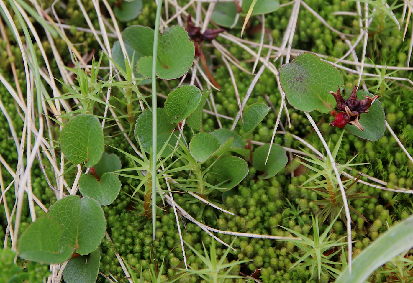 Изображение особи Salix herbacea.