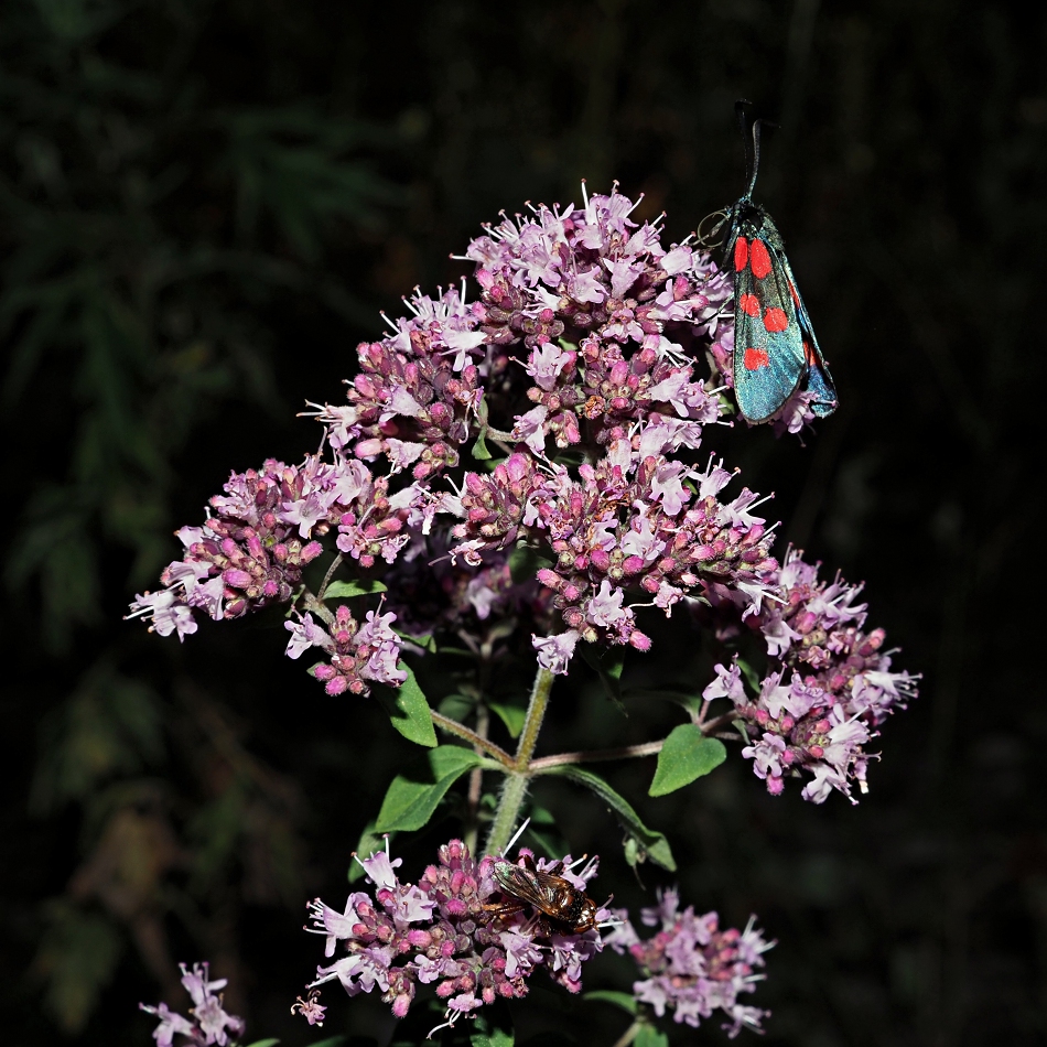 Изображение особи Origanum vulgare.