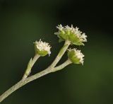 Adenocaulon adhaerescens. Часть общего соцветия. Приморский край, г. Владивосток, территория БСИ ДВО РАН, у тропы в хвойно-широколиственном лесу. 12.08.2024.