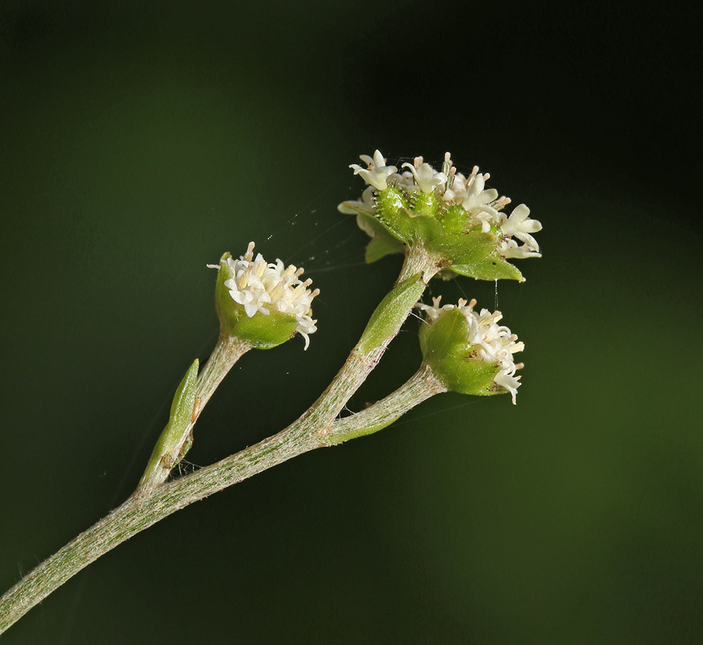 Image of Adenocaulon adhaerescens specimen.